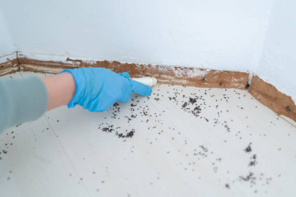 Wasp Removal Services in Farmers Loop, AK